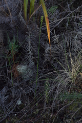 Genoplesium pumilum