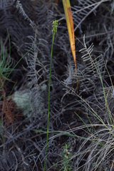 Genoplesium pumilum