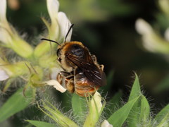 Eucera chrysopyga