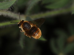 Eucera chrysopyga