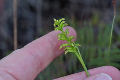 Genoplesium pumilum