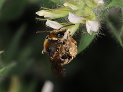 Eucera chrysopyga