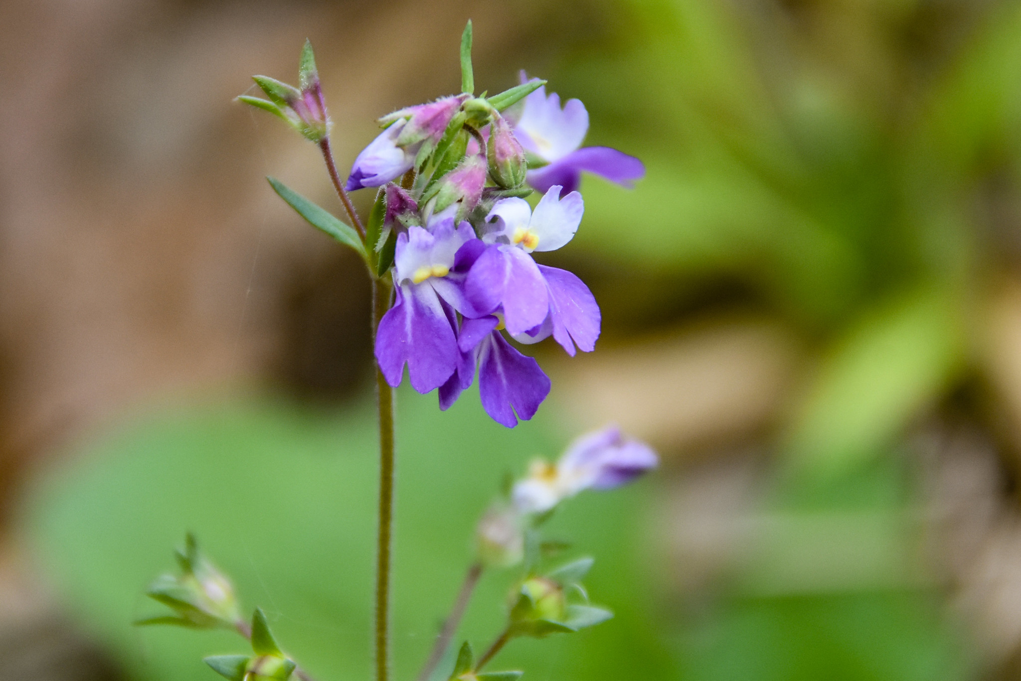 Collinsia violacea