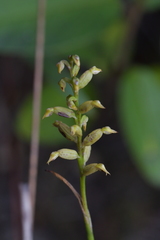Genoplesium pumilum