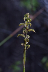 Genoplesium pumilum