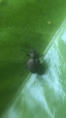 Strophosoma melanogrammum