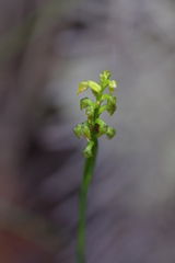 Genoplesium pumilum