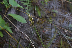 Genoplesium pumilum