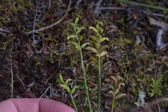 Genoplesium pumilum