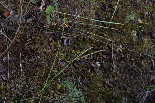 Image of Genoplesium pumilum by (c) Christopher Stephens, some rights reserved (CC BY-SA)