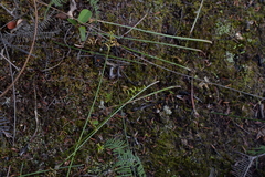 Genoplesium pumilum