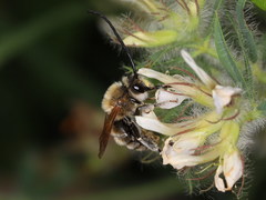 Eucera chrysopyga