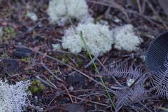 Genoplesium pumilum