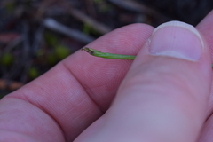 Genoplesium pumilum