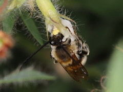Eucera chrysopyga