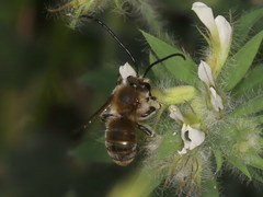 Eucera chrysopyga