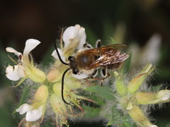 Eucera chrysopyga
