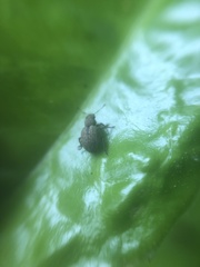 Strophosoma melanogrammum