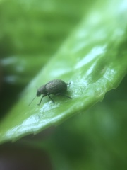 Strophosoma melanogrammum