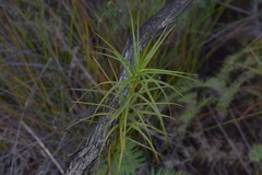 Dracophyllum sinclairii