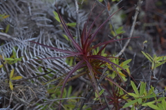 Dracophyllum sinclairii
