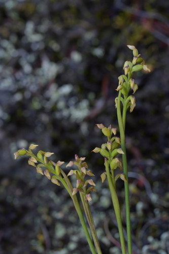 Image of Genoplesium pumilum by (c) Christopher Stephens, some rights reserved (CC BY-SA)