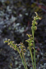 Genoplesium pumilum