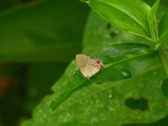 Calycopis origo