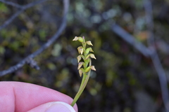 Genoplesium pumilum