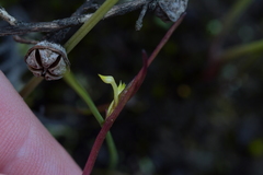 Genoplesium pumilum