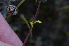 Genoplesium pumilum