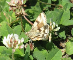 Heliothis adaucta