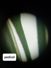 Melica smithii