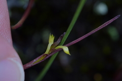 Genoplesium pumilum