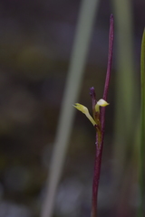 Genoplesium pumilum