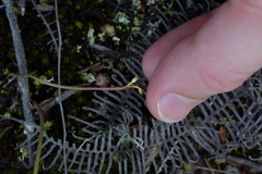 Genoplesium pumilum