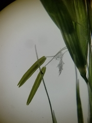 Melica smithii