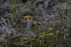 Genoplesium pumilum