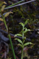 Genoplesium pumilum