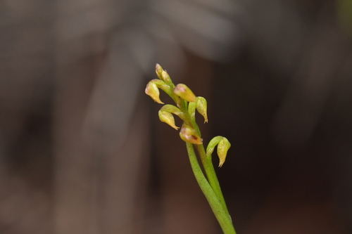 Image of Genoplesium pumilum by (c) Christopher Stephens, some rights reserved (CC BY-SA)