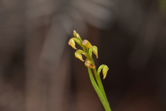 Genoplesium pumilum