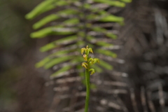 Genoplesium pumilum