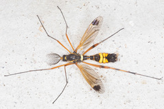 Ctenophora