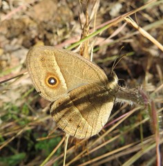 Brakefieldia perspicua