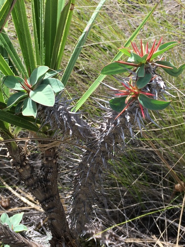 Euphorbia duranii image