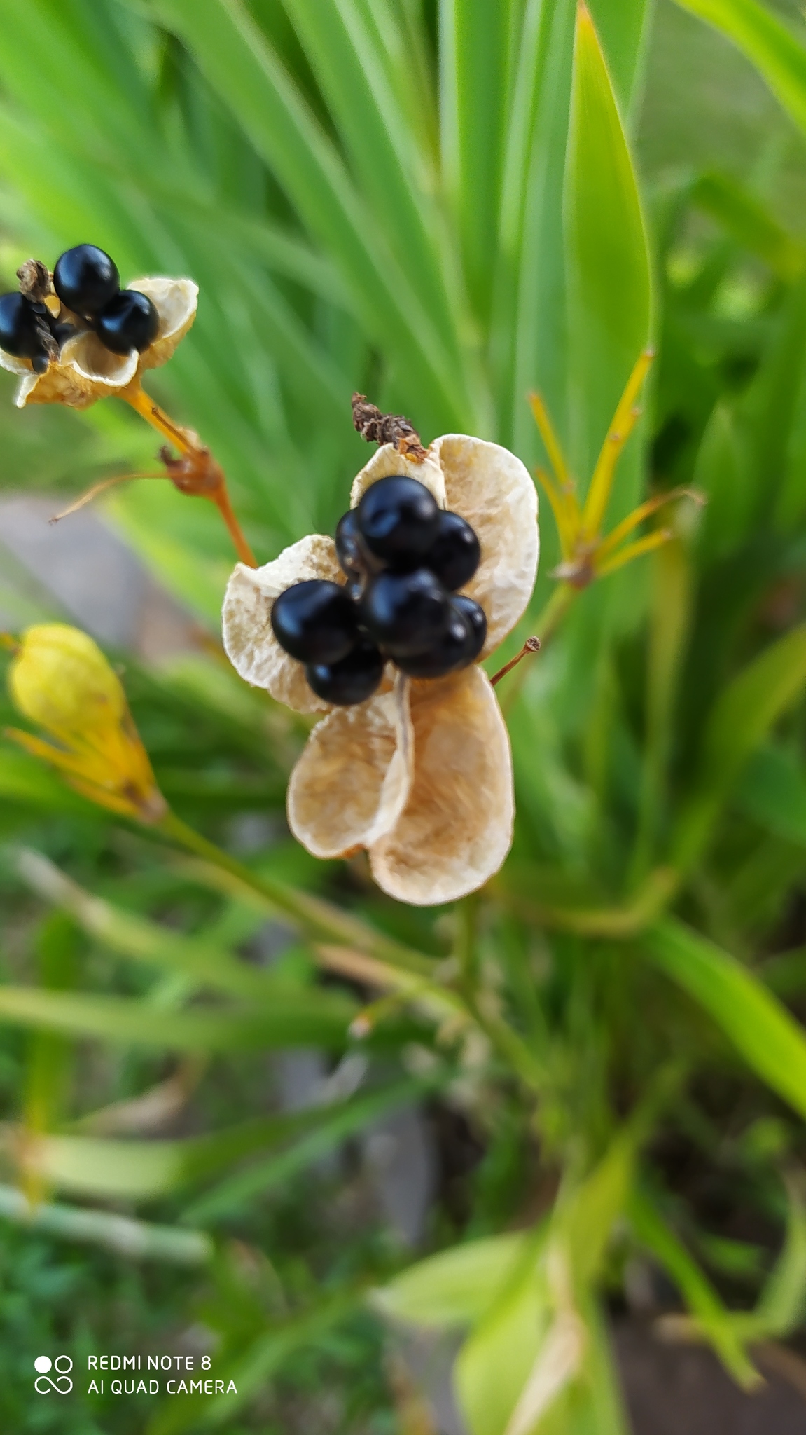 Iris domestica