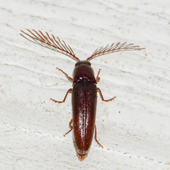 Dicrepidius palmatus