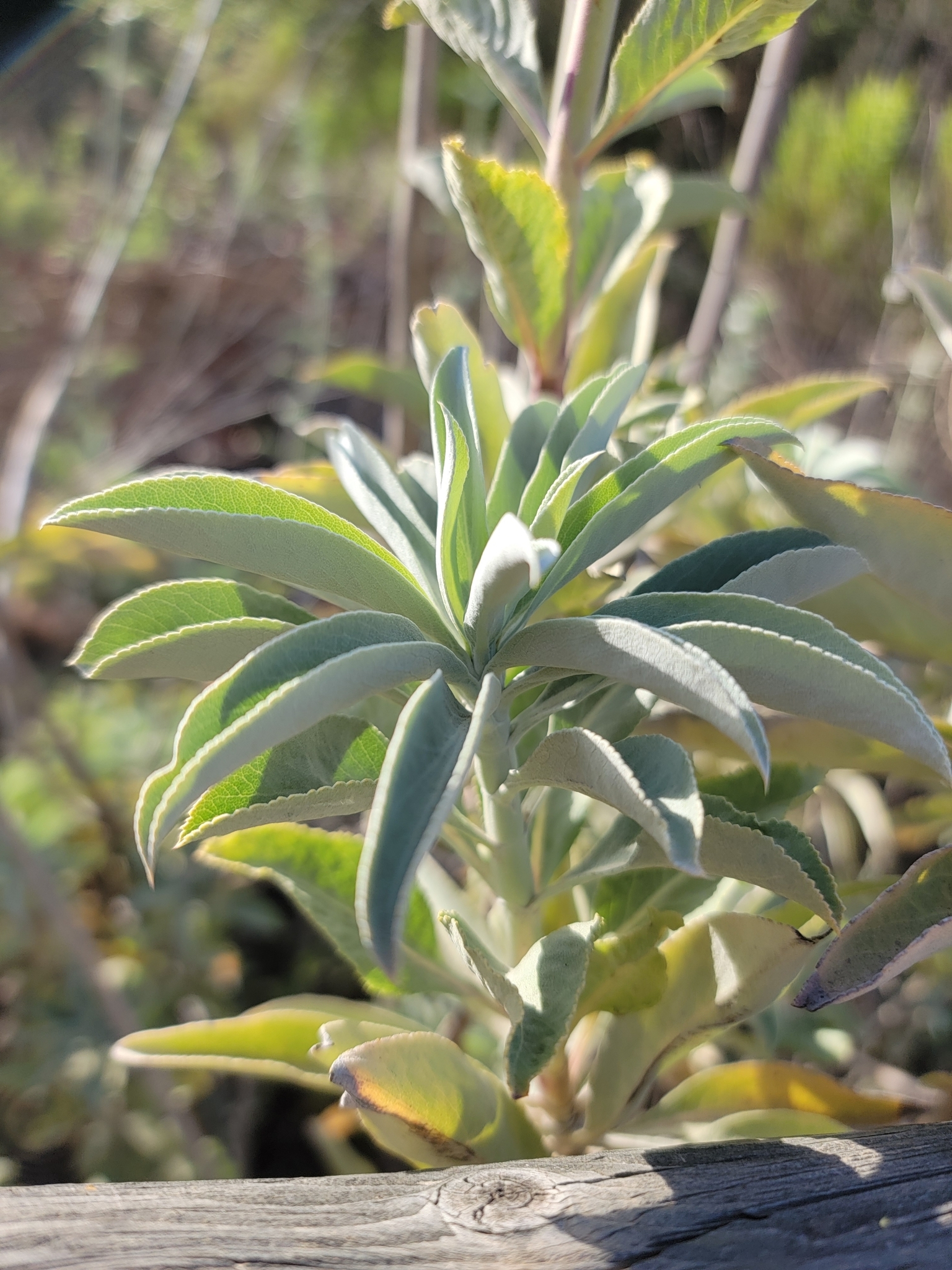 Salvia blanca: características, taxonomía, hábitat, propiedades
