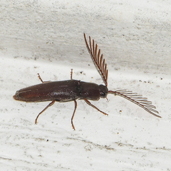 Dicrepidius palmatus