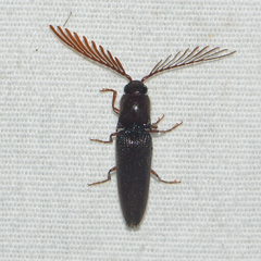 Dicrepidius palmatus